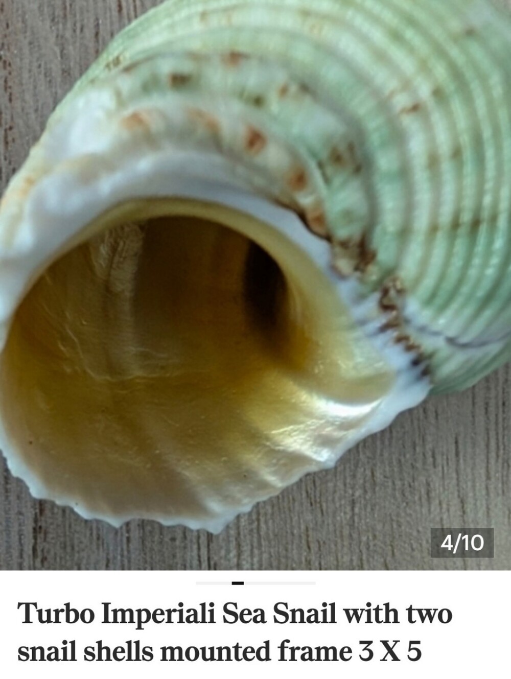Turbo Imperiali Sea Snail with two other snail shells mounted on shadowbox frame - Picture 4 of 10